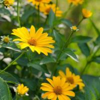 False Sunflower (Heliopsis Helianthoides) · Sun exposure: full, partial. Soil moisture: medium-wet, medium, medium dry. Plant height: fi...