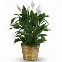 Peace Lily (Table Top) · A peace lily plant (6