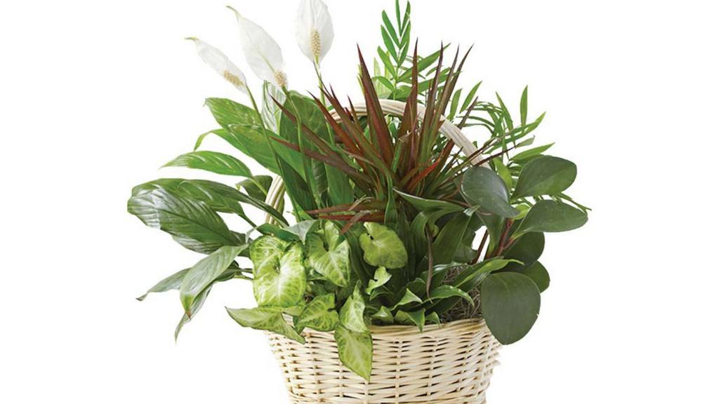 Planter Garden (Medium) · Planter Garden of assorted green plants in a basket.