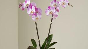 The Ftd Pink Orchid Planter · Rare. Exquisite. Beautiful. This exotic orchid plant makes a very special way to honor the l...