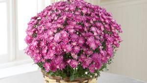 The Ftd Devotion Pink Mum · Let grieving friends and family know you’re thinking of them with this colorful plant that r...