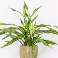 Decorative House Plant · A beautiful, green house plant perfect for an added touch in any home!