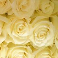 50 Cm 12 Stems White Roses · Not any decoration  for this purchase.
$1.50 each of single White Rose