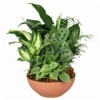 Gift Of Green Dish Garden (Shown As Deluxe) · Gift of Green is full of lively green plants that are artfully arranged into a handsome dish...