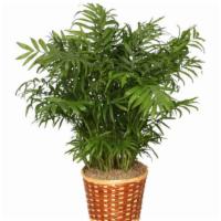 Parlor Palm Plant (Shown As Premium) · Add some tropical vibes to your space! This parlor palm is easy-to-care for and is pet-frien...