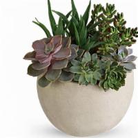 Desert Beauty Succulent Garden · Bring the serene beauty of the desert landscape to any room of the house or office with this...
