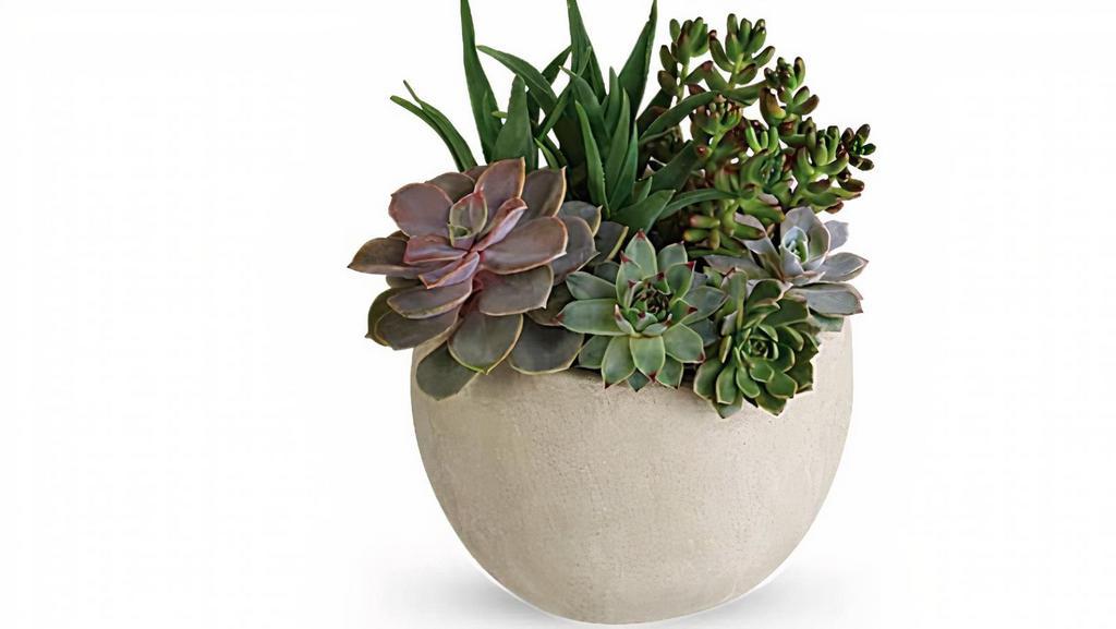 Desert Beauty Succulent Garden · Bring the serene beauty of the desert landscape to any room of the house or office with this glorious growing gift. Filled with sculptural succulents, the versatile weathered slate pot is sure to be a favorite.
This garden includes green sedum succulents, a large green echeveria succulent, small green echeveria succulents, and small natural river rocks. Delivered in a weathered slate round pot.