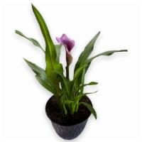 Captain Paco Calla Lily · Captain Paco Calla lily, 3-6 hours morning sun, water  3-4 times a week. Thrives in temperat...