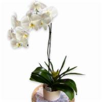 Phalaenopsis Orchid  · Phalaenopsis Orchid, Low light, water once or twice a week! Thrives in between temperatures ...