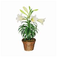 Traditional Easter Lily · Standard. The traditional lily plant is a wonderful gift to friends and family this season. ...