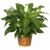 Peace Lily Plant · Standard. The peace lily plant brings peace and harmony to any space. These plants thrive in...