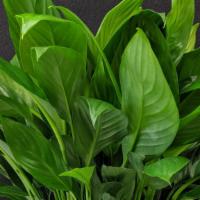 Peace Lily · Perfect gift for house warming and condolences with this 6