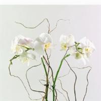 Orchid Plant-White · A white double stemmed orchid plant in a clear glass cube with reindeer moss and curly willo...
