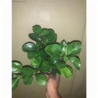 Green Peperomia · Peperomia Variegata is an attractive, variegated version of the Baby Rubber Plant, with all ...