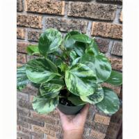 Lemon Lime Peperomia Variegated · Peperomia Variegata is an attractive, variegated version of the Baby Rubber Plant, with all ...