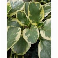 Peperomia Variegated · Peperomia Variegata is an attractive, variegated version of the Baby Rubber Plant, with all ...
