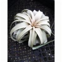 Xerographica Tillandsia Air Plant · Medium to large size air plant. 

Best places in medium to indirect light. Water weekly.