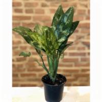 Chinese Evergreen · One of the best plants for beginners (or folks too busy to keep most houseplants alive). Thi...