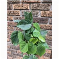 Green Heartleaf Philodendron · Tolerant of low light, prefers bright indirect light. Consistent moisture.
