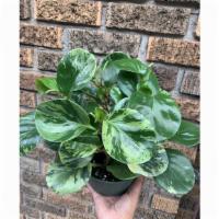 Lemon Lime Peperomia Variegated · Peperomia Variegata is an attractive, variegated version of the Baby Rubber Plant, with all ...