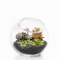 Terrarium Building Kit · Build your own terrarium! Kit comes with glass vessel, all supplies, plant & instructions.