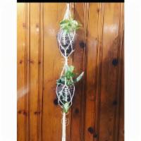 Double Hanging Footballs With Snake Plant · Rep your sports team! Can plant directly into planter or put four’ nursery pot inside. Inclu...