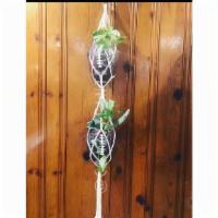 Double Hanging Footballs With Pothos · Rep your sports team! Can plant directly into planter or put 4’ nursery pot inside. Includes...