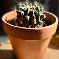 Cacti · We have a variety of cacti! 
All rescues, now beautiful and ready for a new home! 
All cacti...