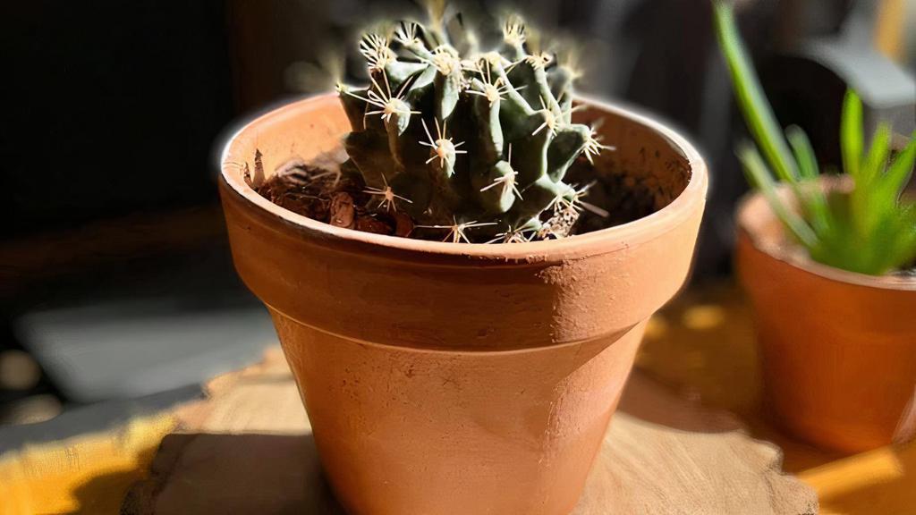 Cacti · We have a variety of cacti! 
All rescues, now beautiful and ready for a new home! 
All cacti come in beautiful white ceramic pots or traditional clay pots.