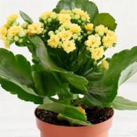 Kalanchoe · Our kalanchoe plants are rescues. Once neglected, now learning to thrive. Approximately 3-12...