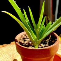 Aloe Vera · Aloe is such a versatile, healing plant. All rescued from certain doom, now happy and health...