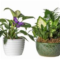 Potted Plants & Peace Lilies · Our  potted plants and Peace lilies are as graceful as it is useful. 8inch peace lily with a...