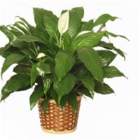 Large Peace Lily Plant · The peace lily plant brings peace and harmony to any space. These plants thrive in shady are...