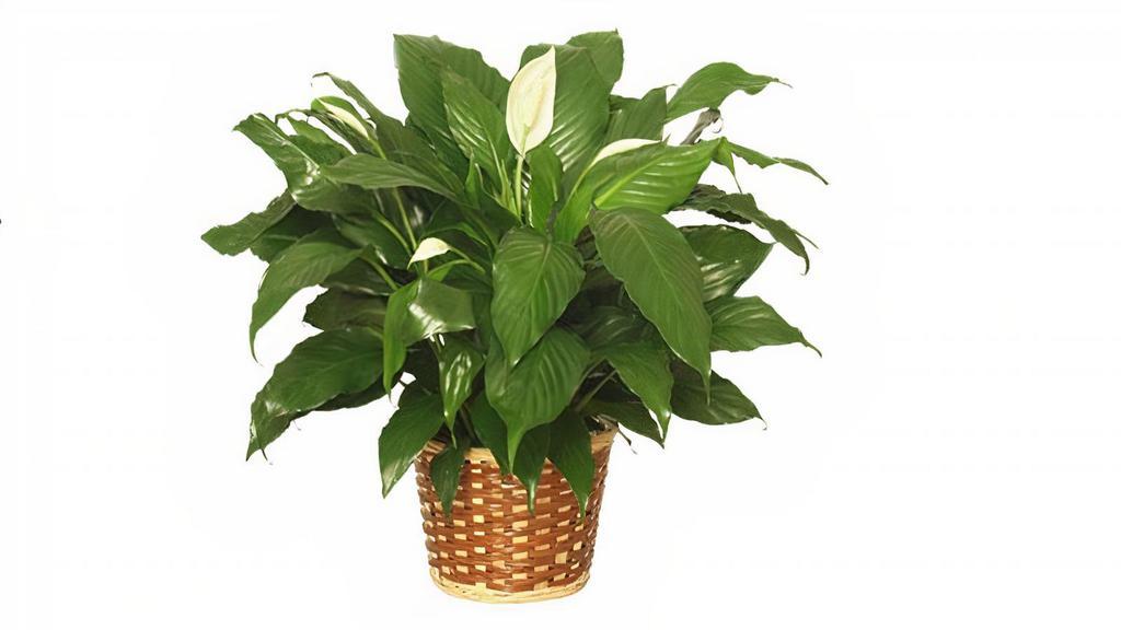 Large Peace Lily Plant · The peace lily plant brings peace and harmony to any space. These plants thrive in shady areas and tolerate fluorescent lights, making them perfect for experienced or newbie plant owners. Give this plant as a gift to convey hope and love. Choose one of our three sizes: 6