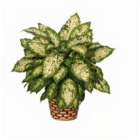 Small Potted Plant · Please call ahead for availability