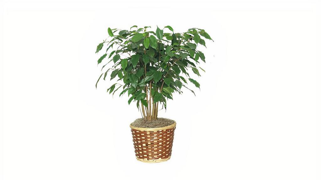 Large Potted Plant · Please call ahead for availability