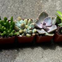 Mom You Succing Rock! · This package includes 5 Succulents! Enjoy