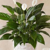 Peace Lily Plant- #161834 · #161834 Our lush lily lives up to its name, with exuberant green leaves and graceful white b...