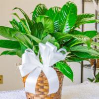 Simply Elegant Spathiphyllum · Also known as the peace lily, this dark leafy plant with its delicate white blossoms makes a...