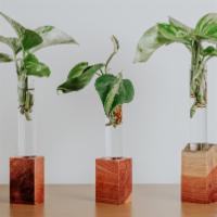 Mixed Pothos Cutting Bouquet With Three Cedar Vases · Give the gift that keeps on giving! Includes a small bundle of 2-3 golden pothos, Marble Que...