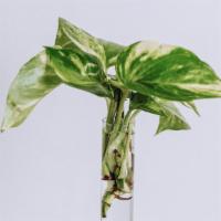 Golden Pothos Cutting Bouquet With Single Cedar Stand · Give the gift that keeps on giving! Includes a small bundle of 2-3 golden pothos cuttings, a...