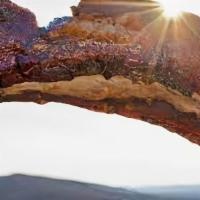 6 Dino Ribs · 6 - 12oz beef ribs with choice of sauce and 1 lb side