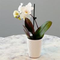 White Mini Orchid · 1 LEFT.Instruction:
Pace in a bright, well-lit location, avoid direct sun light.
Orchids are...