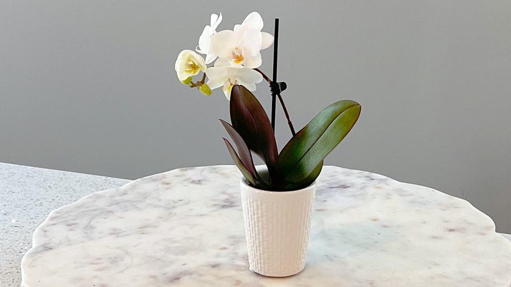 White Mini Orchid · 1 LEFT.Instruction:
Pace in a bright, well-lit location, avoid direct sun light.
Orchids are pet friendly.