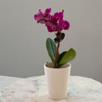 Orchid Medium Size · Sold out!
Instruction:
Pace in a bright, well-lit location, avoid direct sun light.
Orchids ...
