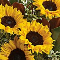 You'Re Golden Bouquet · Bold, bright sunflowers are arranged with delicate oregonia, magnolia leaves, lemon leaf and...