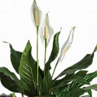 Simply Elegant Spathiphyllum - Medium · This spathiphyllum comes in a woven wicker basket. It's a great medium for delivering vitali...
