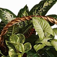Emerald Garden Basket · Pothos, nephthytis, dieffenbachia, croton and peperomia plants are perfectly arranged in a d...
