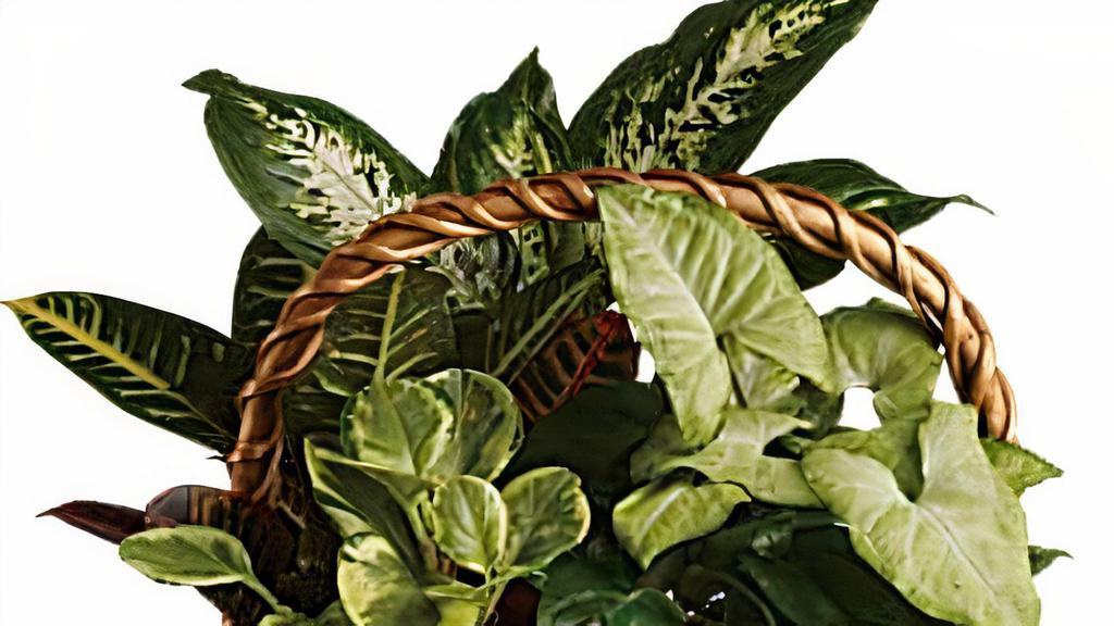 Emerald Garden Basket · Pothos, nephthytis, dieffenbachia, croton and peperomia plants are perfectly arranged in a distinctive willow rope basket. When it comes to gifts, this one is a gem!.
