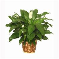 Peace Lily Plant Spathiphyllum Clevelandii · The Peace Lily is a popular choice in house plants, thriving in most home and office setting...